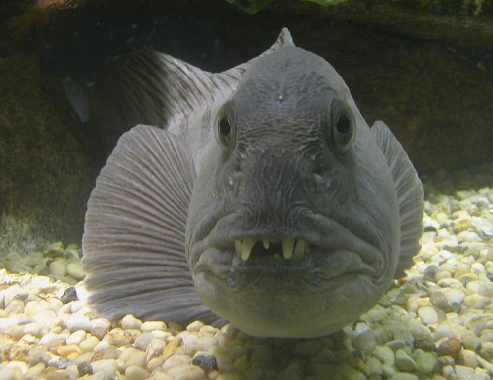 atlantic wolffish (fisheries.noaa.gov/NOAA Fisheries)