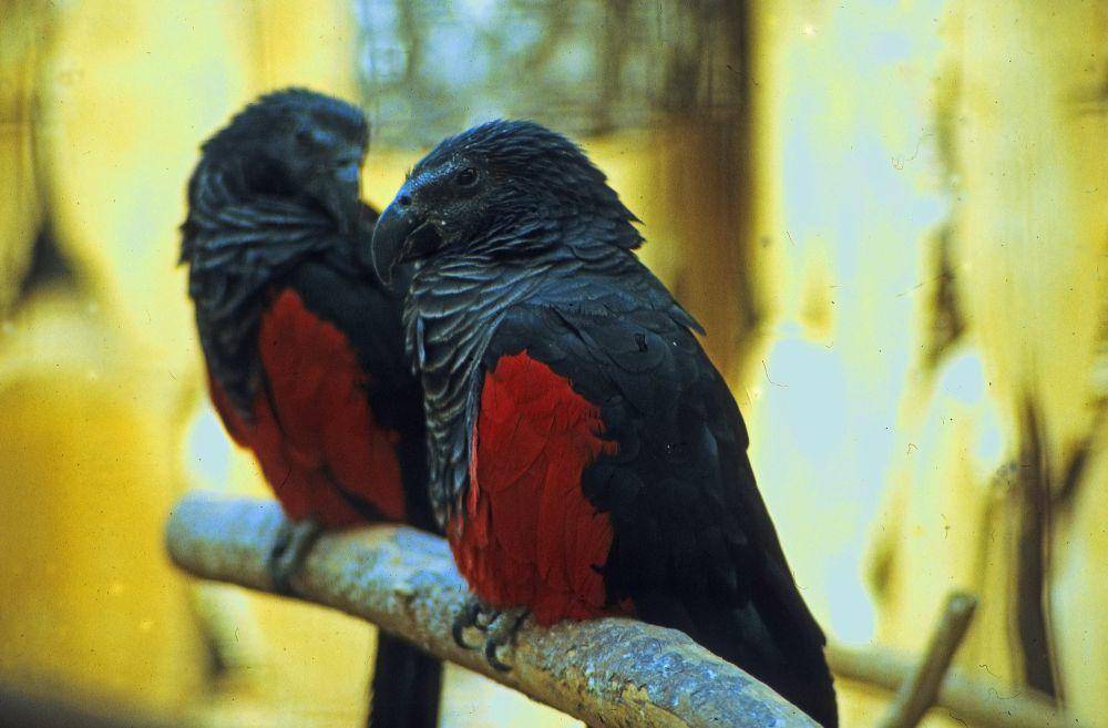burung kakak tua dracula (commons.wikimedia.org/Rüdiger Stehn)