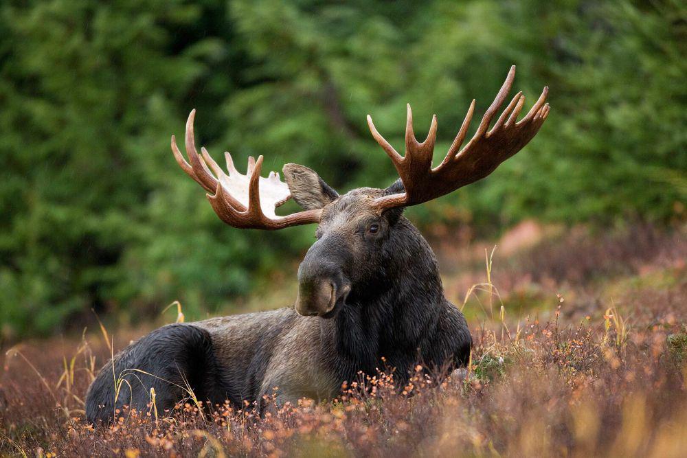 6 Spesies Rusa Terbesar di Dunia, Beratnya Mencapai 600 Kilogram!