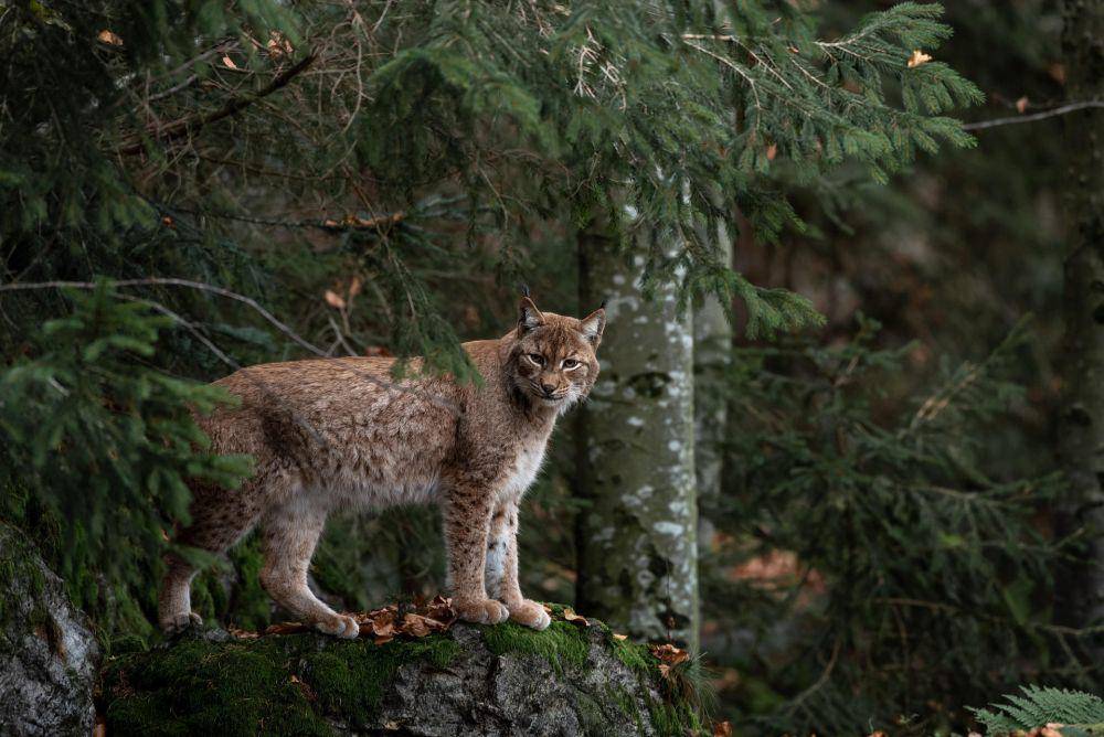 bobcat (pixabay.com/Miller_Eszter)