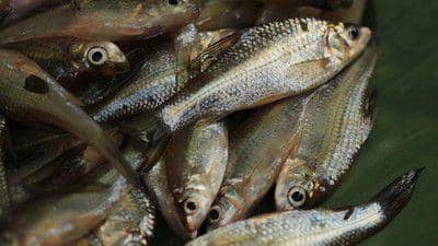 ikan wader cakul ikan endemik yang aman dikonsumsi setiap hari
