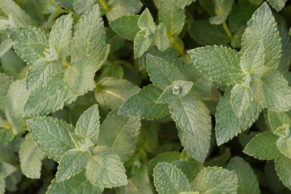peppermint (pixabay.com/sangwook an)