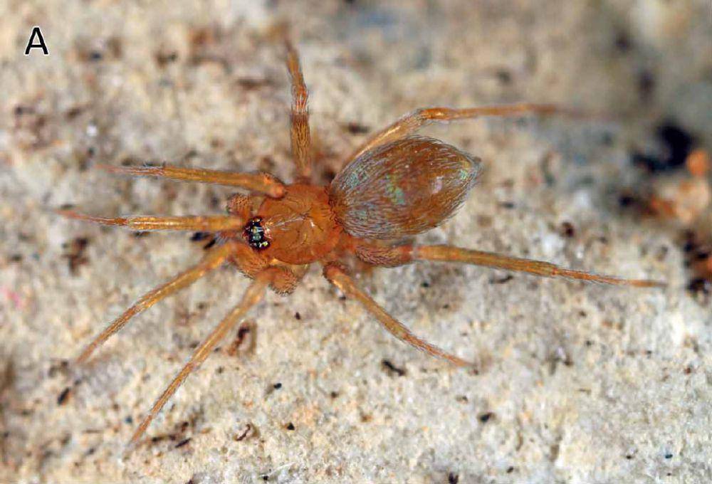 laba-laba goblin (commons.wikimedia.org/Arnaud Henrard, Rudy Jocqué, Barbara C. Baehr)