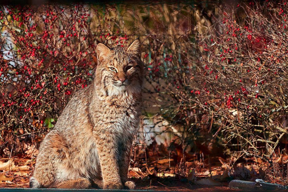 bobcat (commons.wikimedia.org/Paul Danese)