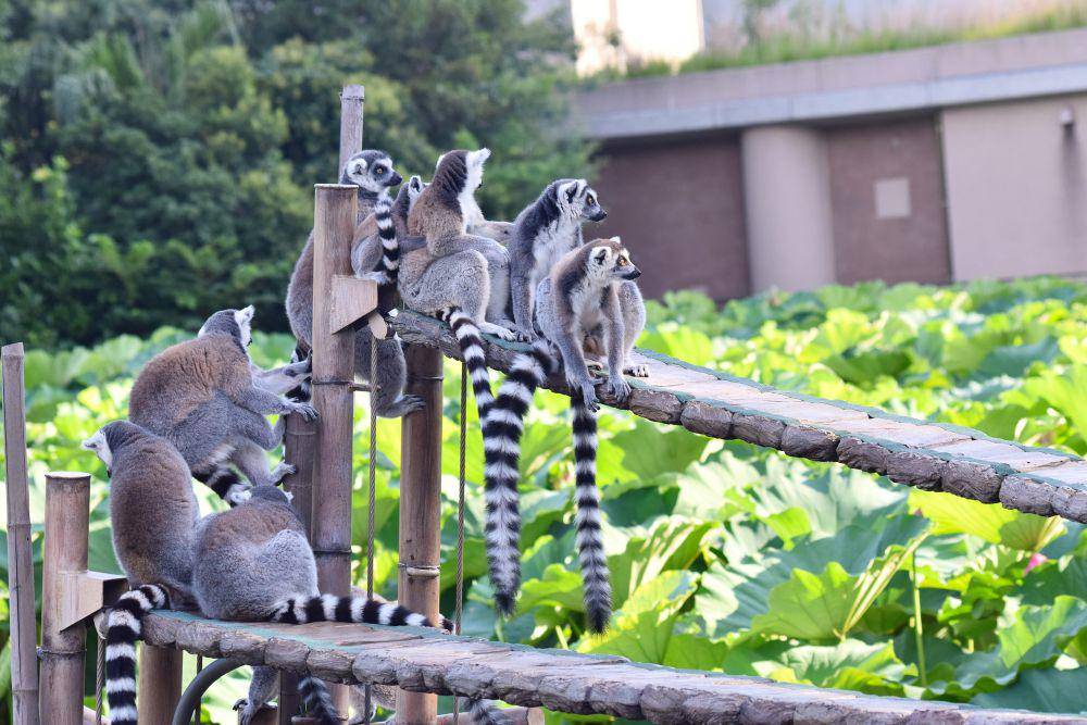 lemur (commons.wikimedia.org/Raita Futo)