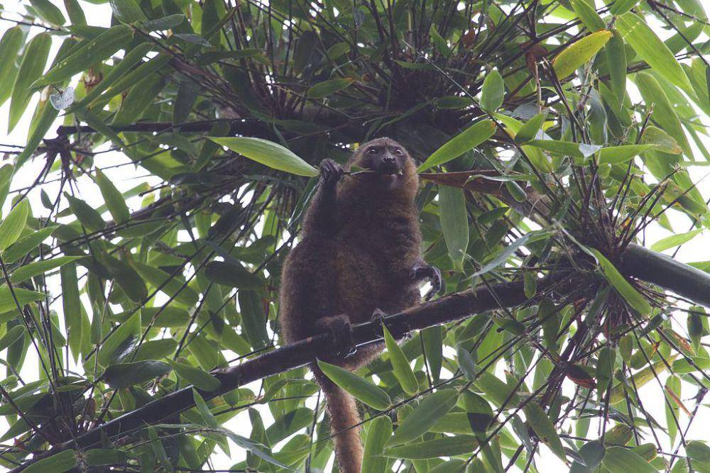 Lemur bambu emas (commons.wikimedia.org/Brian Gratwicke)