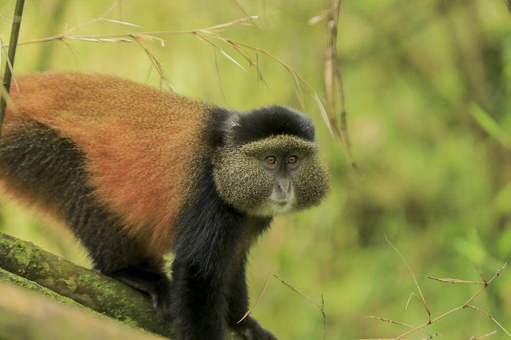 Monyet emas (commons.wikimedia.org/Wood Wildlife Photography)