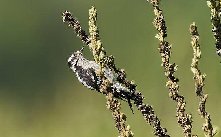 Downy woodpecker (commons.wikimedia.org/Paul Danese)