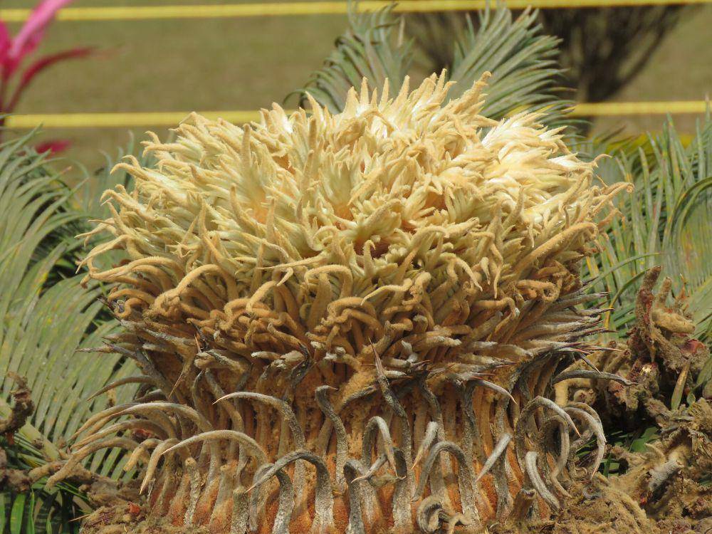 Cycas revoluta (commons.wikimedia.org/Vinayaraj)