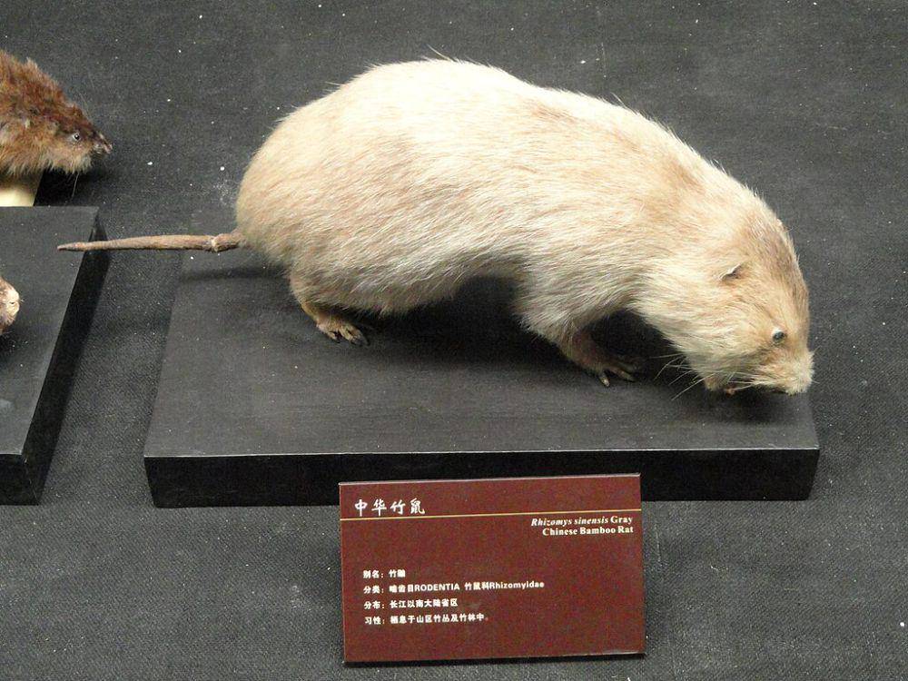 Tikus bambu (commons.wikimedia.org/Daderot)