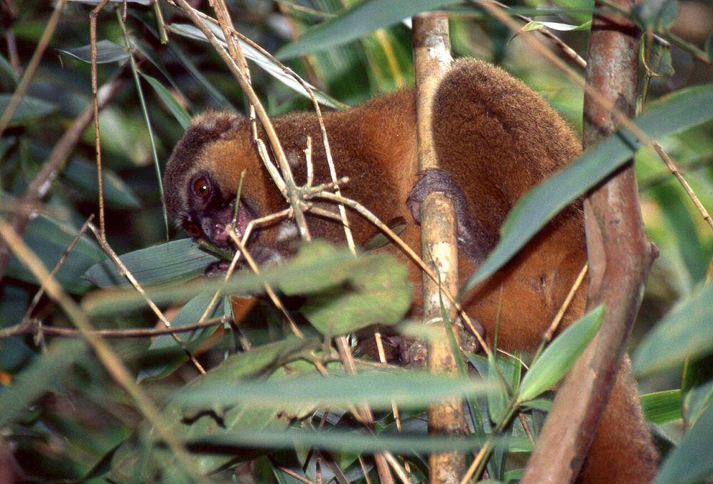 Lemur bambu emas (commons.wikimedia.org/Bernard DUPONT)