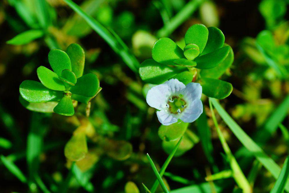 moneywort (commons.wikimedia.org/Vengolis)
