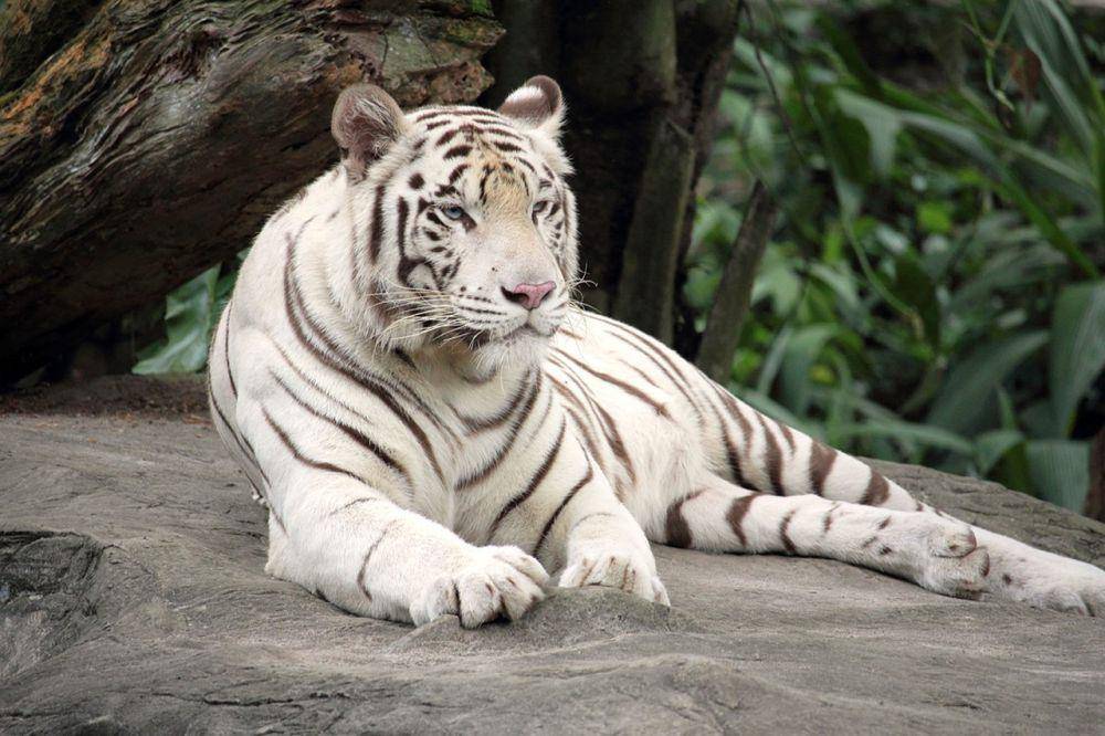 harimau putih bukan hewan albino (pixabay.com/JayDLim)