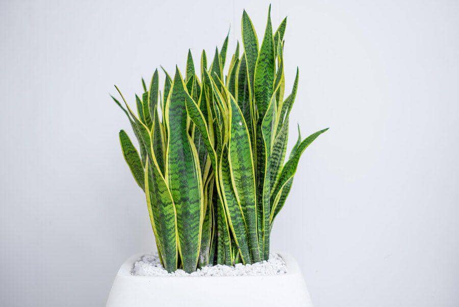 Tanaman hias bikin adem (freepik.com/EyeEm)