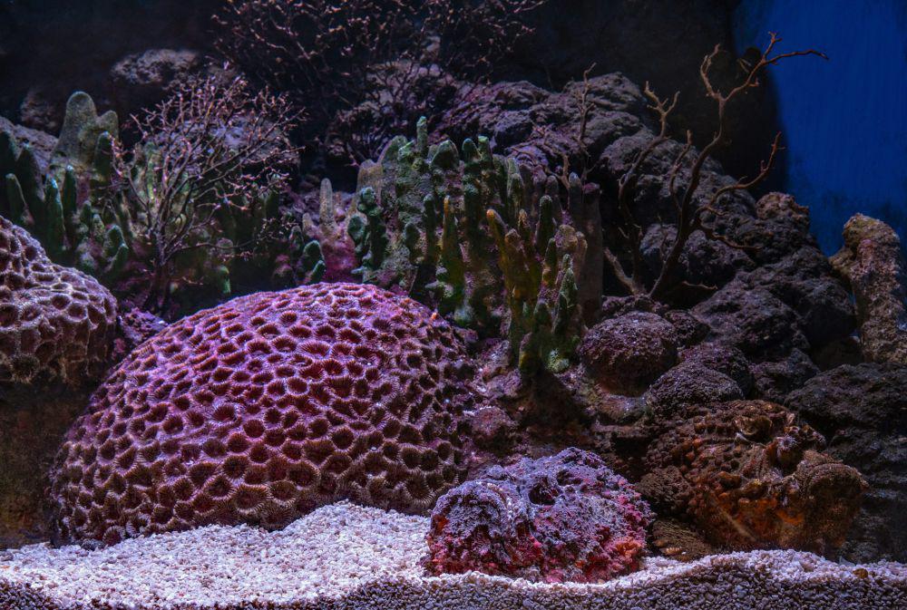 5 Hewan Laut yang Bisa Menghasilkan Racun Mematikan