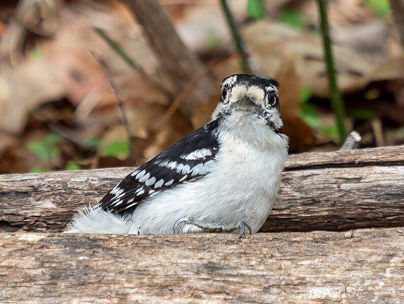 Downy woodpecker (commons.wikimedia.org/Rhododendrites)