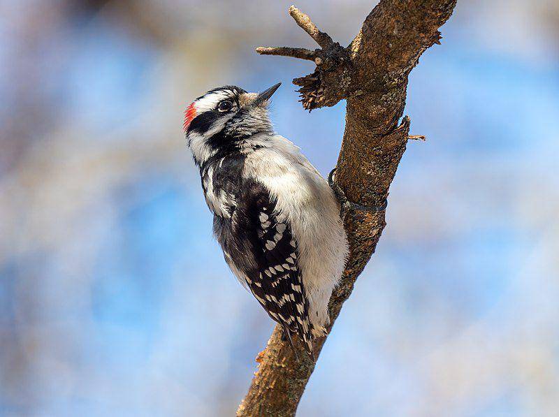 Downy woodpecker (commons.wikimedia.org/Rhododendrites)