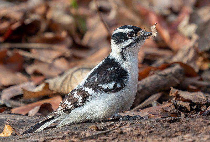 Downy woodpecker (commons.wikimedia.org/Rhododendrites)
