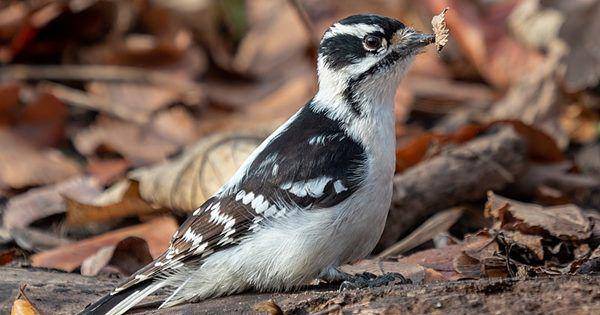 Downy woodpecker (commons.wikimedia.org/Rhododendrites)