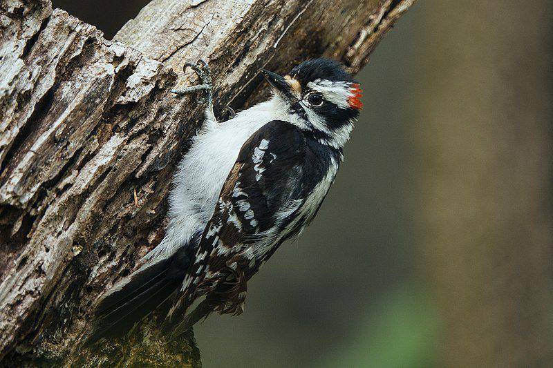 Downy woodpecker (commons.wikimedia.org/Mvrcie)