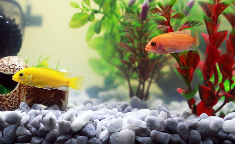 7 Rekomendasi Tanaman Hidup Untuk Hiasi Aquarium, Makin Estetik!