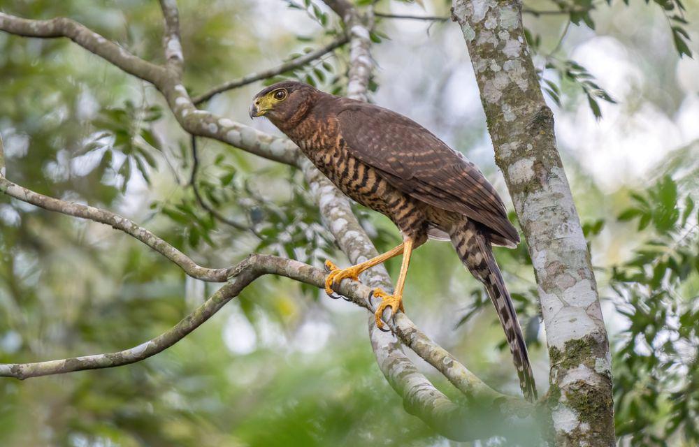 7 Burung Falcon dari Genus Micrastur yang Hidup di Benua Amerika