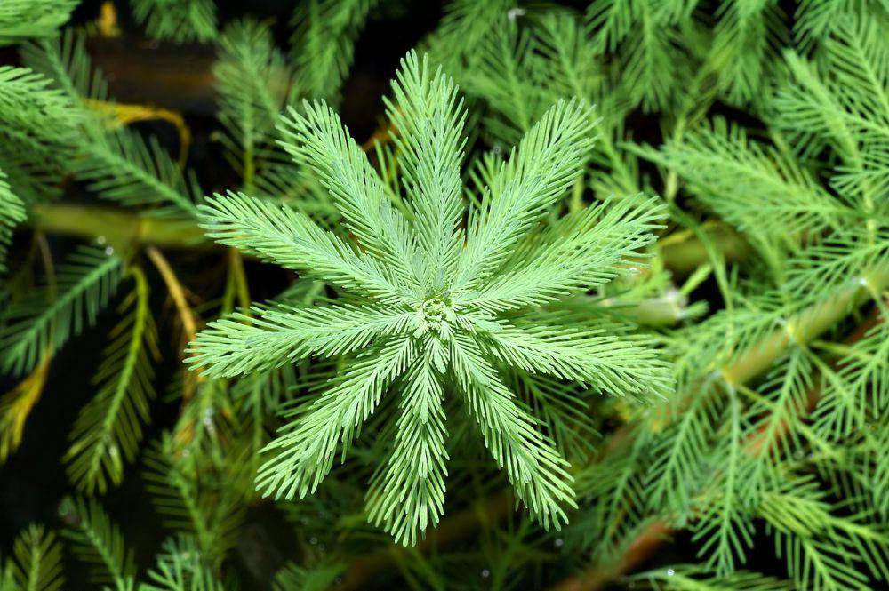 parrot's feather (upload.wikimedia.org/André Karwath)