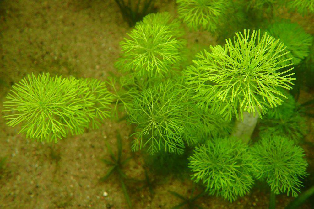 Carolina fanwort (commons.wikimedia.org/Krzysztof Ziarnek, Kenraiz)