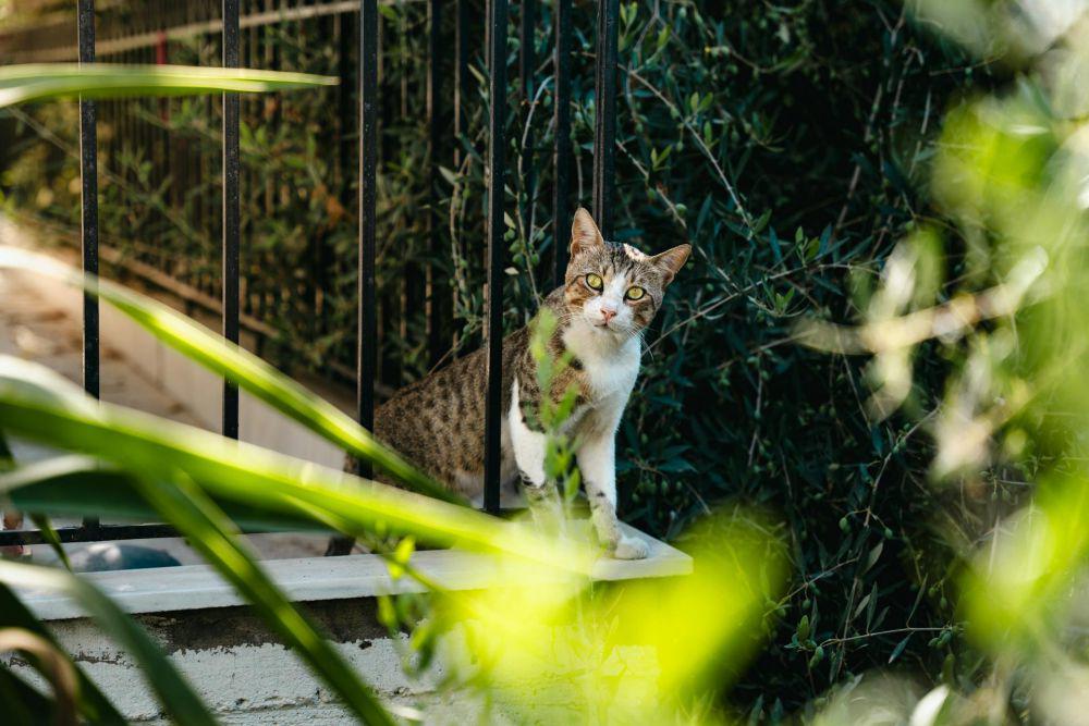 5 Fakta Menarik Kucing Aegea, Asal Yunani yang Tak Takut Air