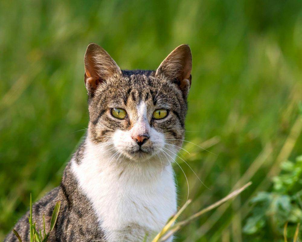 Kucing Aegea (pexels.com/Ayman Muhammad Elshahat)