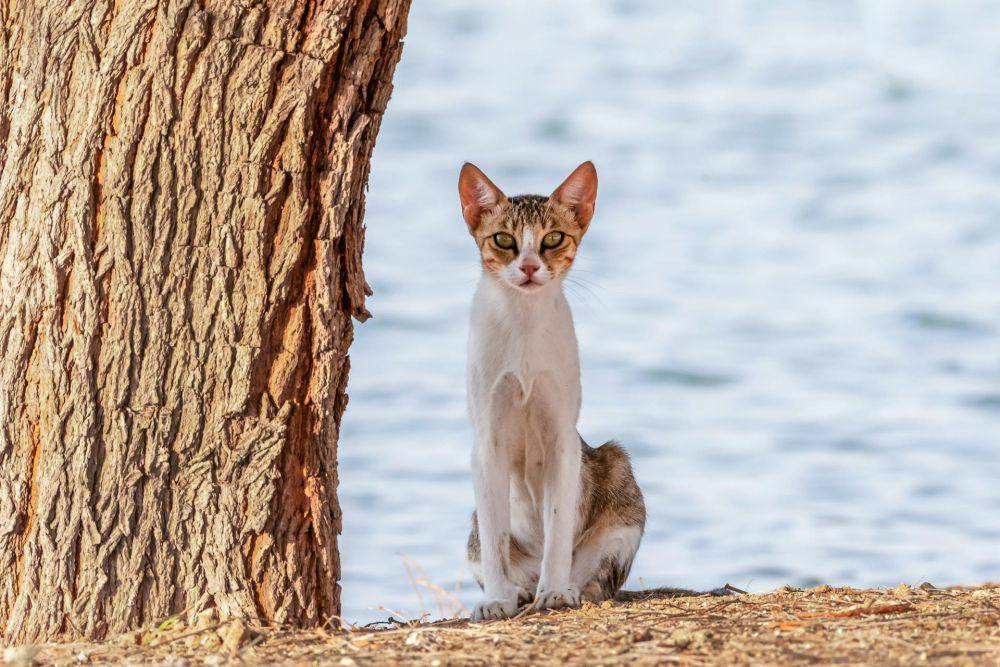 Kucing Aegea (pexels.com/Kirandeep Singh Walia)