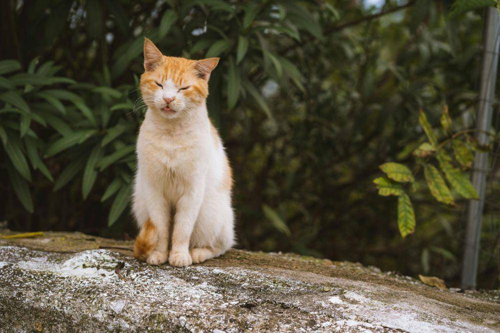 Kucing Aegea (pexels.com/Maximilian Oeverhaus)