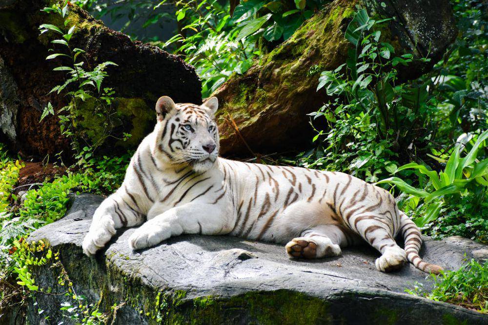 leucism, hasil mutasi genetik harimau putih (pexels.com/Aadhithyan Pandian)