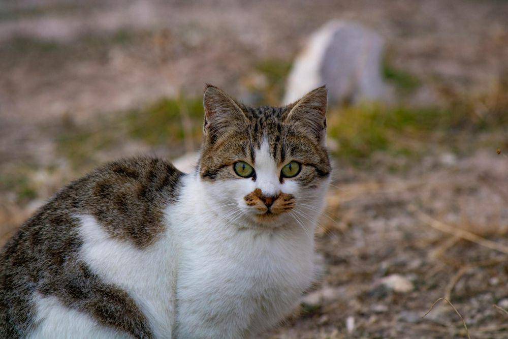 Kucing Aegea (pexels.com/Orhan Akbaba)
