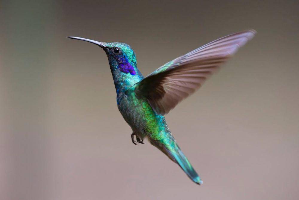 burung kolibri (pexels.com/Pixabay)