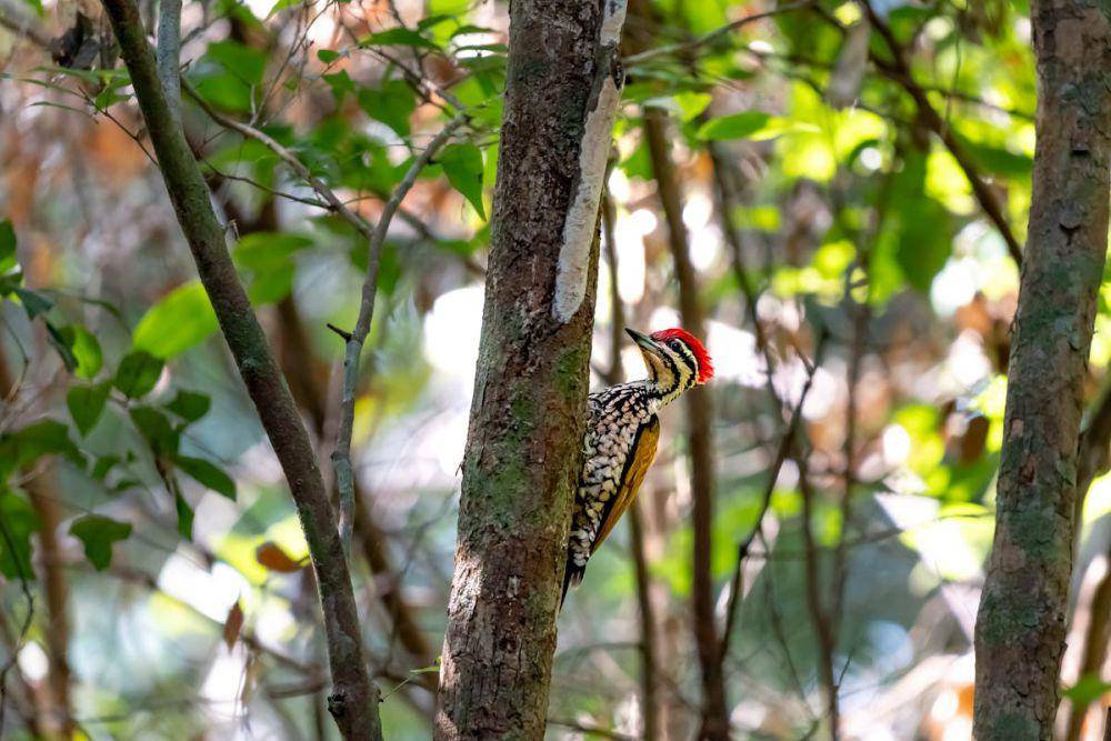 burung pelatuk (pexels.com/Quang Nguyen Vinh)