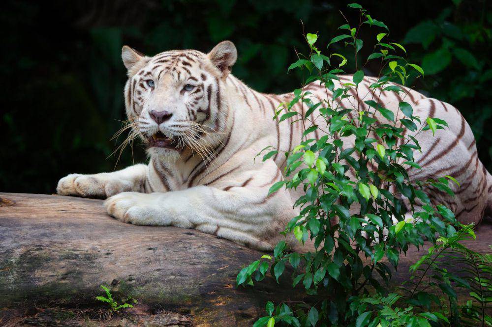 gen resesif menyebabkan kelangkaan populasi harimau putih (pexels.com/William Warby)