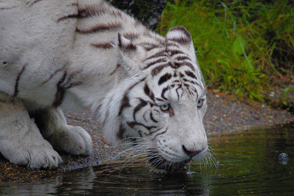 habitat asli harimau putih di hutan yang memiliki sumber air (pixabay.com/Like_A_Hartman)