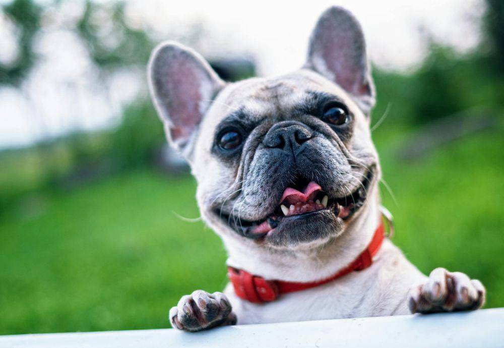 ilustrasi anjing (pexels.com/Pixabay)