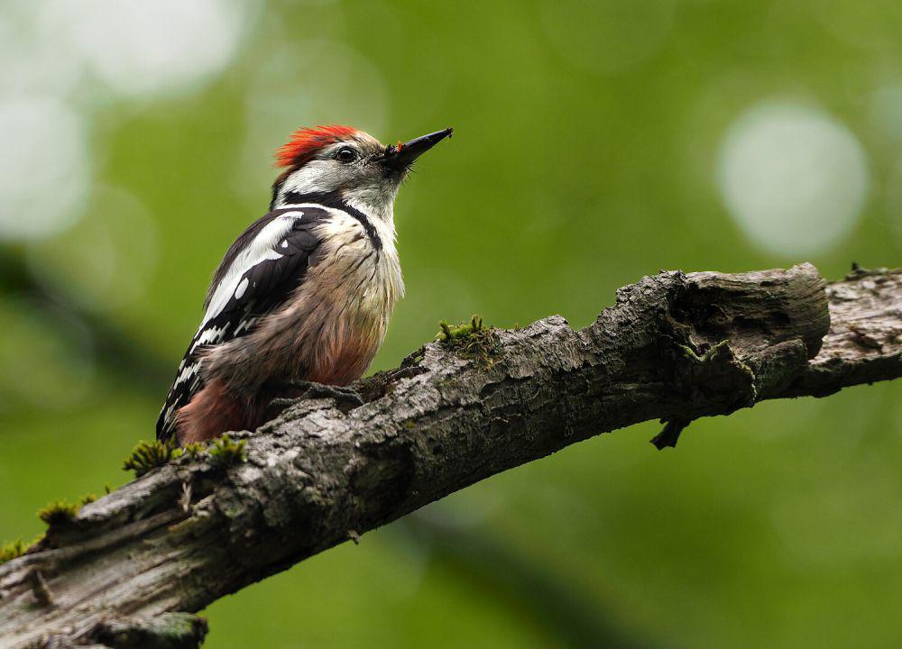 6 Fakta Burung Pelatuk Tutul Tengah, Menjadi Indikator Kesehatan Hutan