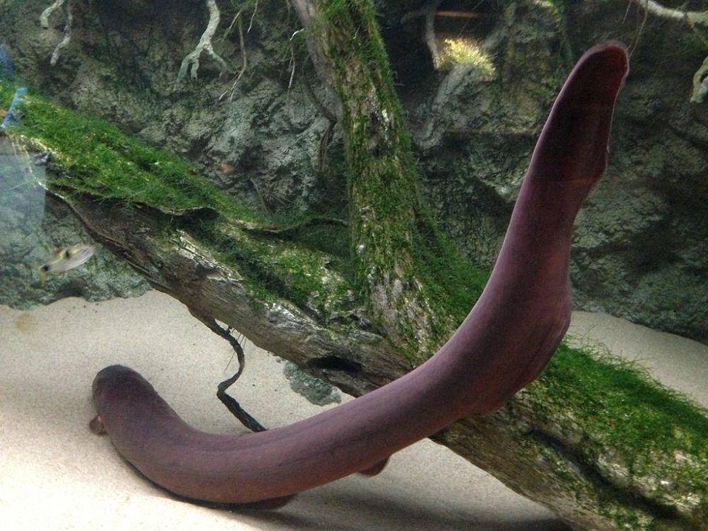 Belut listrik (commons.wikimedia.org/Steven Walling)