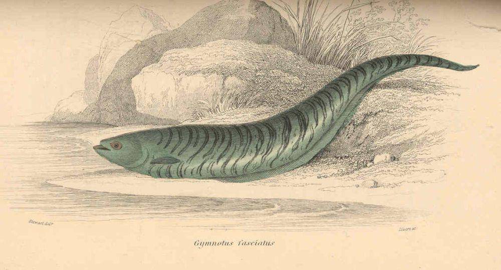 ilustrasi ikan pisau berpita (commons.wikimedia.org/Universitas Washington)