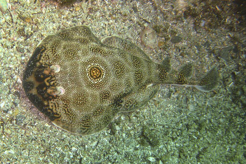 Pari listrik (commons.wikimedia.org/Steve Ryan)