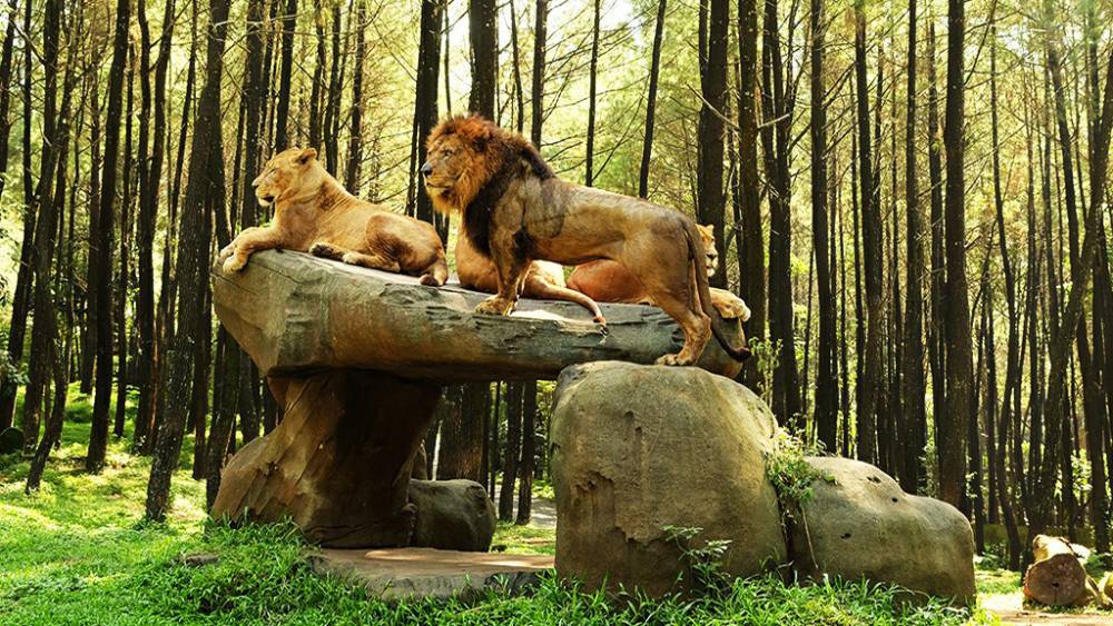 Potret satwa di Taman Safari Prigen (domestic.safariprigen.com)