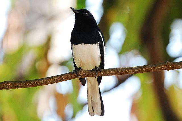 Ilustrasi burung kacer (commons.wikimedia,org/Challiyan)