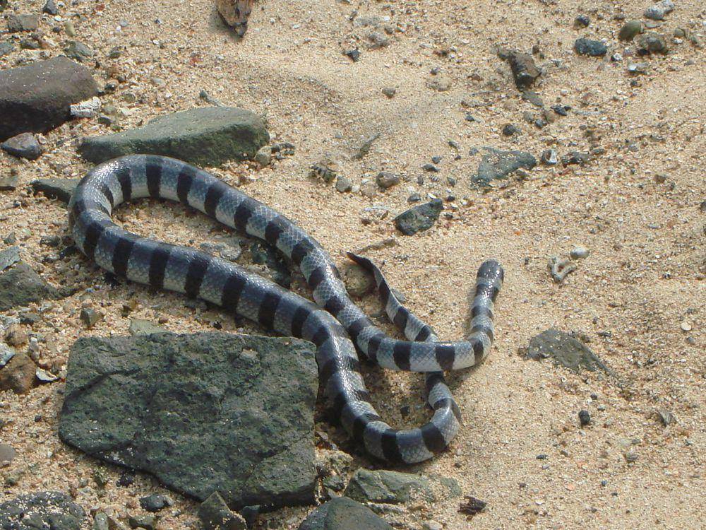 Ular laut (commons.wikimedia.org/jpaul211)