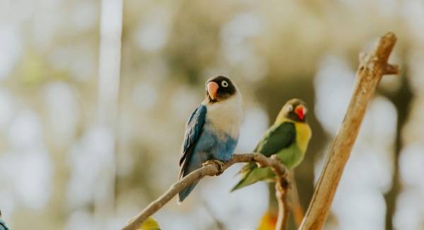 Ilustrasi lovebirds (Pexels/Amar Preciado)