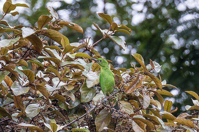 Ilustrasi burung cucak ijo (commons.wikimedia.org/Wich’yanan (Jay) Limparungpatthanakij)
