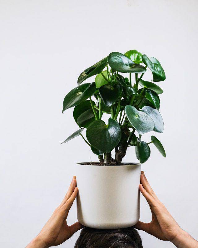 ilustrasi tanaman untuk cafe (unsplash.com/feey)