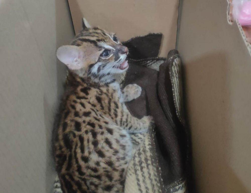 Kucing Hutan Diangkut dari Padang Tanpa Dokumen Disita di Bakauheni